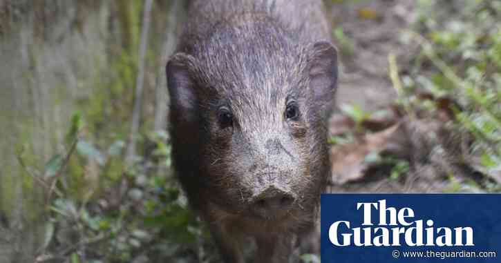 Up to 48 species saved from extinction by conservation efforts, study finds