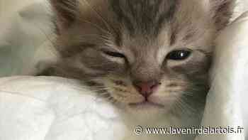 Insolite : À Arras, un chaton s’invite dans une unité Alzheimer - L'Avenir de l'Artois