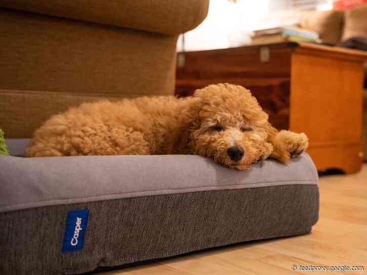My puppy instantly loved the Casper dog bed — it's a comfortable memory foam bed that withstands digging