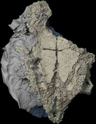 Unexpected Discovery of a 410-Million-Year-Old Fossil Forces Rethink of Shark Evolution