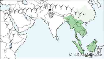 New Fossil Ape Discovered in India Fills Major Gaps in the Primate Fossil Record