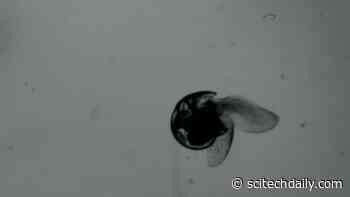 Fluid Physics of Movement in Marine Snails Could Lead to Novel Bio-Inspired Underwater Vehicles