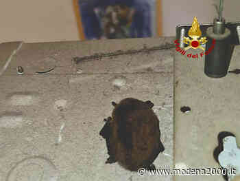 Pipistrello in Procura a Bologna, intervengono i vigili del fuoco - Modena 2000