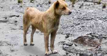 Elusive singing dogs discovered after being considered extinct for 50 years     - CNET