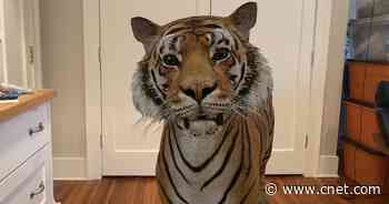 Google 3D animals: How to use the cool AR feature at home     - CNET