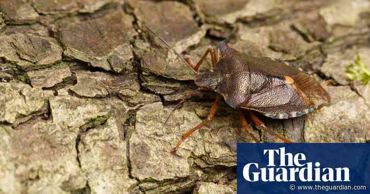 Country diary: it is not just the pretty stinkbugs who are going scrumping