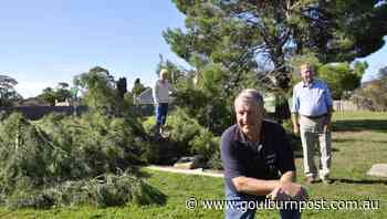 Gallipoli pine falls at Goulburn's Legacy Lodge - Goulburn Post