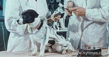 ‘Space Dogs’ Review: No Dogs Go to Heaven