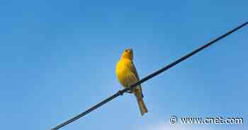 Warrant canary: What you need to know about this online privacy warning sign     - CNET