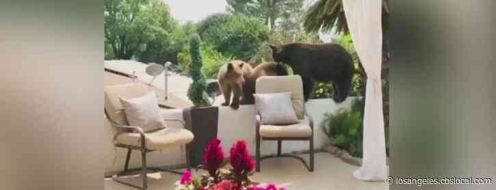 Mama Bear, Cubs Make Visit To Altadena Backyard; Bear Strolls Through Yucaipa Driveway