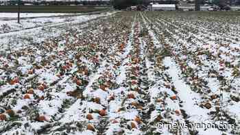 Crops damaged by early snow and cold in Colorado
