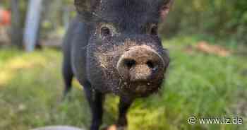 Schweinchen "Bacon" sucht ein neues Zuhause | Lokale Nachrichten aus Detmold - Lippische Landes-Zeitung