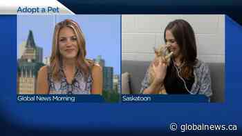 Adopt a Pet: Eve the kitten