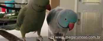Papagaios conversam e trocam beijos em vídeo fofo - Mega Curioso