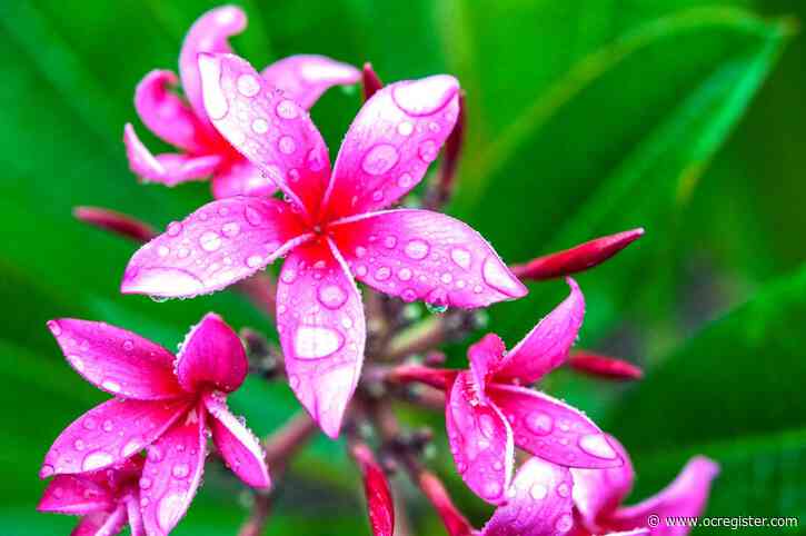 There’s a plumeria serial killer in the garden, and here’s how to stop it