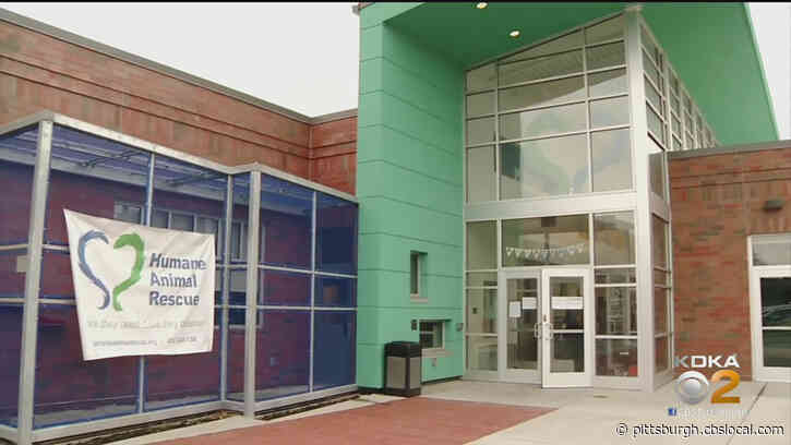 Furry Tails: Humane Animal Rescue Hosting #PETSburgh Virtual Pet Walk Fundraiser