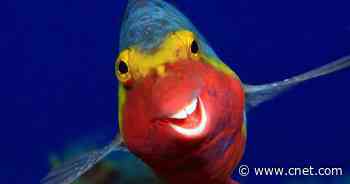 Comedy Wildlife Photography Award finalists let the fur and feathers fly     - CNET