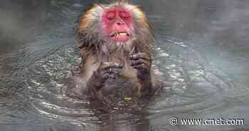 Comedy Wildlife Photography Awards finalists: See nature at its silliest     - CNET