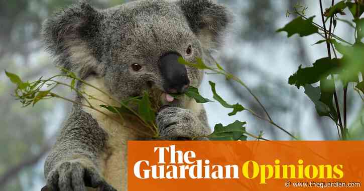 The NSW Nationals' threat to blow up the Coalition over koalas is as bizarre as it is misguided | Cristina Talacko