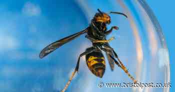 Asian hornet spotted in UK for first time this year - Bristol Live