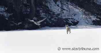 Why do Minnesota coyotes howl when trains go by?
