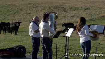 Concert for the cows: Desperate for an audience, Lethbridge Brass Quintet puts on a moo-ving performance - CTV Toronto