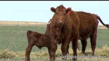 Deadline extended for Alberta Beef Producers Delegate Nominations - Lethbridge News Now