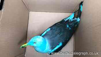 ‘Incredible’ blue gull leaves onlookers baffled