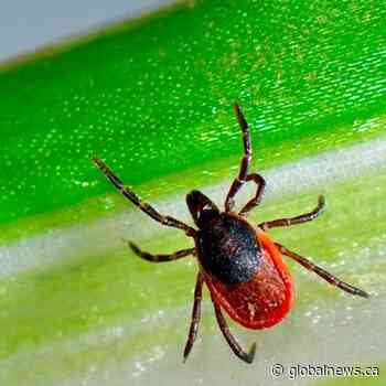 Saskatchewan residents reminded to keep an eye out for ticks this fall
