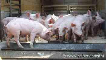 Dertig boeren in anderhalf jaar tijd zijn er mee gestopt in Sint Anthonis, ‘kunnen er inmiddels alweer meer zijn’