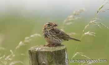 Weatherwatch: meadow pipits find respite on the shady side of the hill