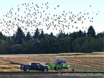 Edmonton weather: One more day of sun before they send in the clouds - Edmonton Journal