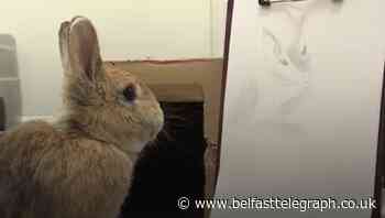RSPCA selling badly drawn pet portraits to raise money for kitten incubator