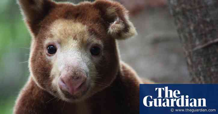 Coronavirus closures threaten future of Papua New Guinea's only animal rescue centre