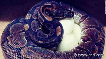 Ball python lays 7 eggs at zoo despite not being around a male in years
