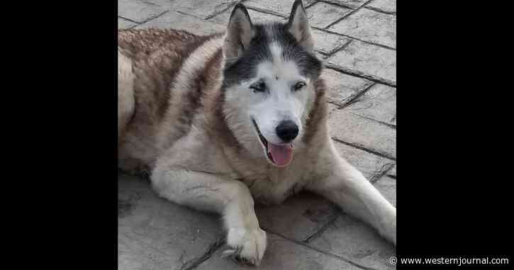 Amazon Delivery Driver Takes Wrong Turn, Becomes Hero After Saving Drowning Dog