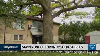 The push to save one of Toronto's oldest trees - CityNews Toronto