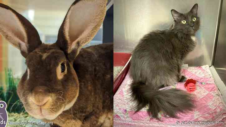 Furry Tails: Bun Affleck And Stormy Are Waiting For Forever Homes
