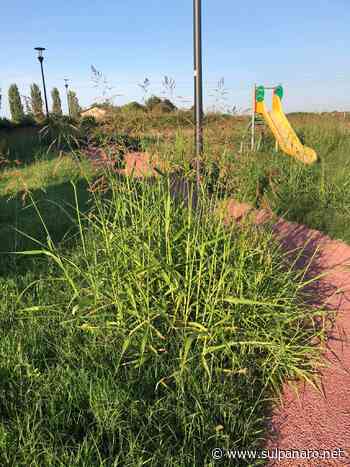 Erba alta al parchetto di San Prospero, proteste - SulPanaro