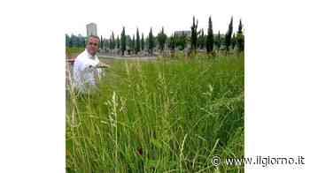 Erba alta alla rotonda Un problema per gli automobilisti - IL GIORNO