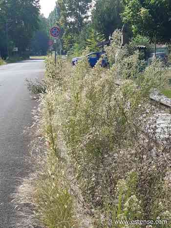 Erba alta, insetti e recinzioni al collasso in via Turchi | estense.com Ferrara - Estense.com