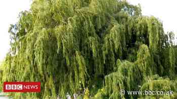 Citizen science taps into public's love of trees