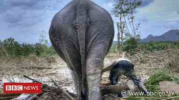 Wildlife in 'catastrophic decline' due to human destruction, scientists warn