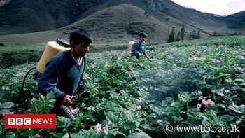 UK 'operates double standards' on banned pesticides
