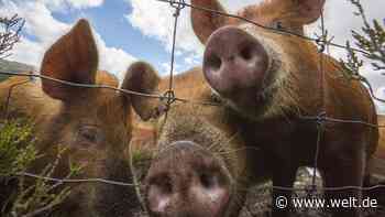 China verbietet den Import von deutschem Schweinefleisch