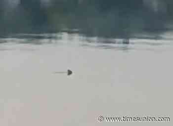 Eek! Was that a shark in the Hudson River?