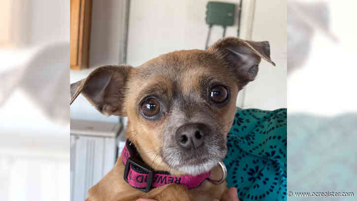 Chihuahua-pug mix Cecily is a one-person girl