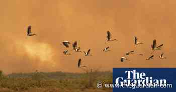 Record-breaking wildfires in Brazil threaten endangered species – video