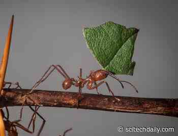 Using Ant Pheromones to Catch Crop Pests & Reduce Insecticide Spraying