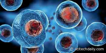 In Ancient Giant Viruses Lies the Truth: Medusavirus Key to Deciphering Evolutionary Mystery